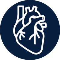 Heart Dissection experiment icon of an anatomically correct heart.