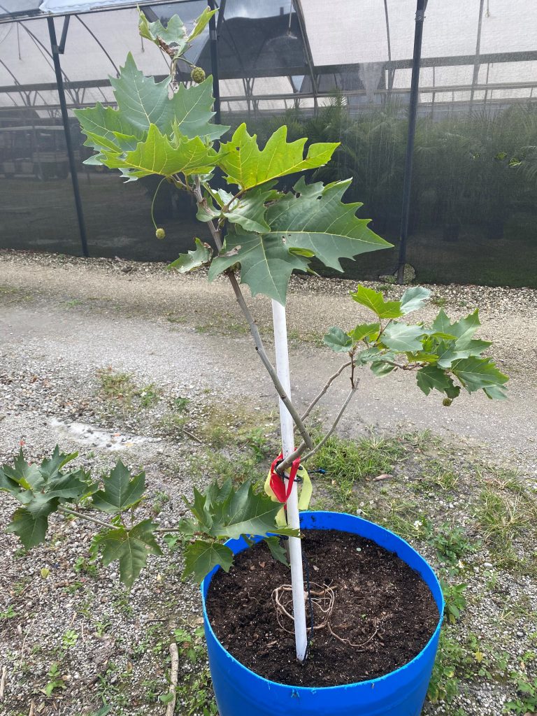 This image has an empty alt attribute; its file name is tree-768x1024.jpg
